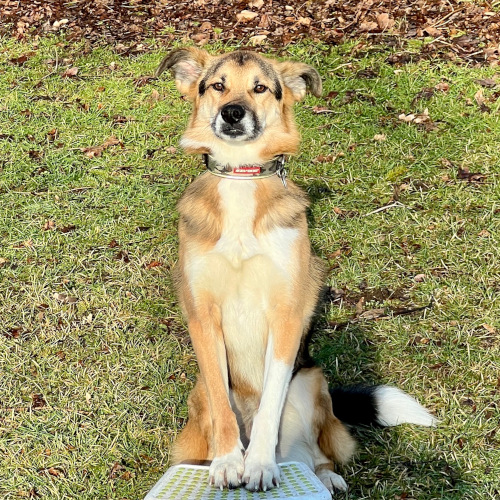 hund-bild-draußen-posierend-K5-fell-good-manager